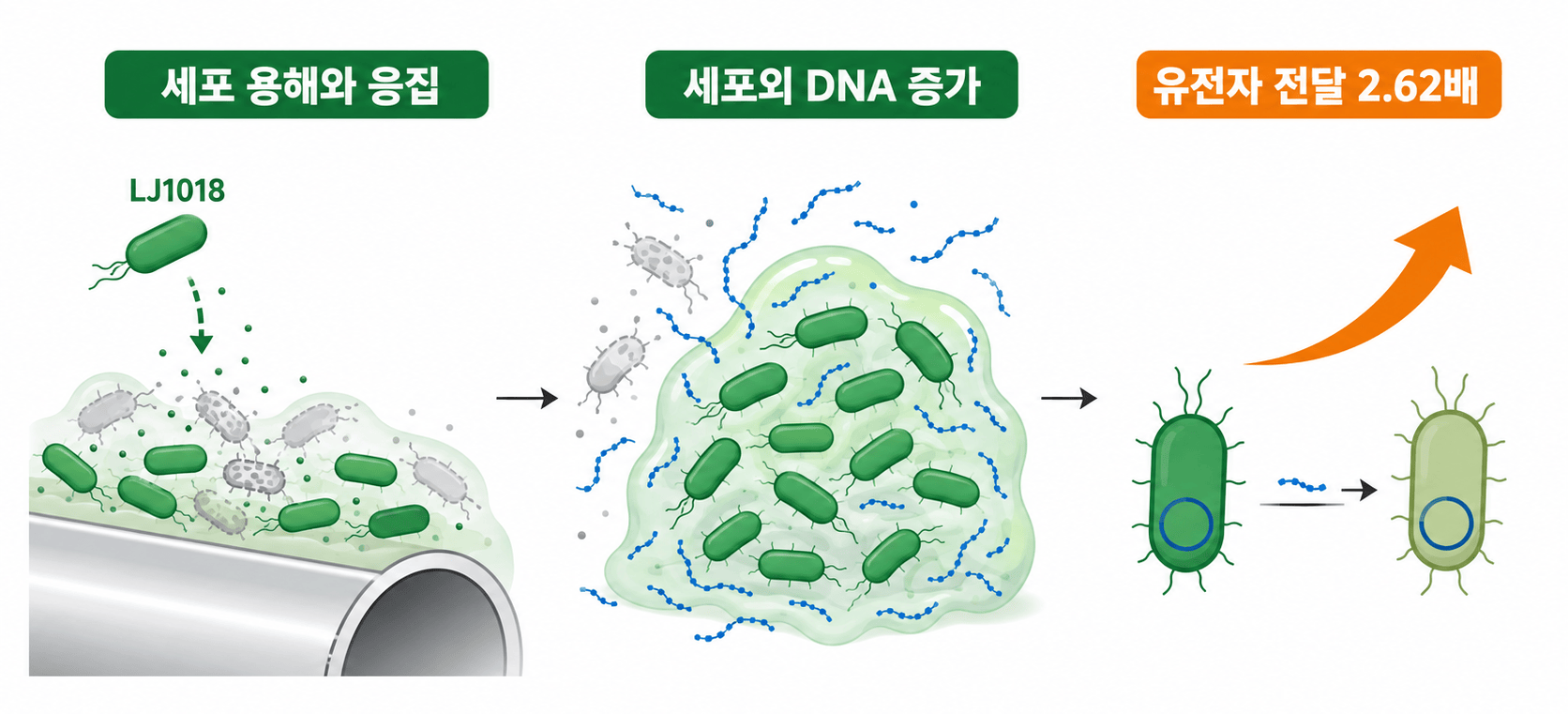 관 표면 생물막에서 세포 용해와 응집이 내성 유전자 전달을 높이는 과정