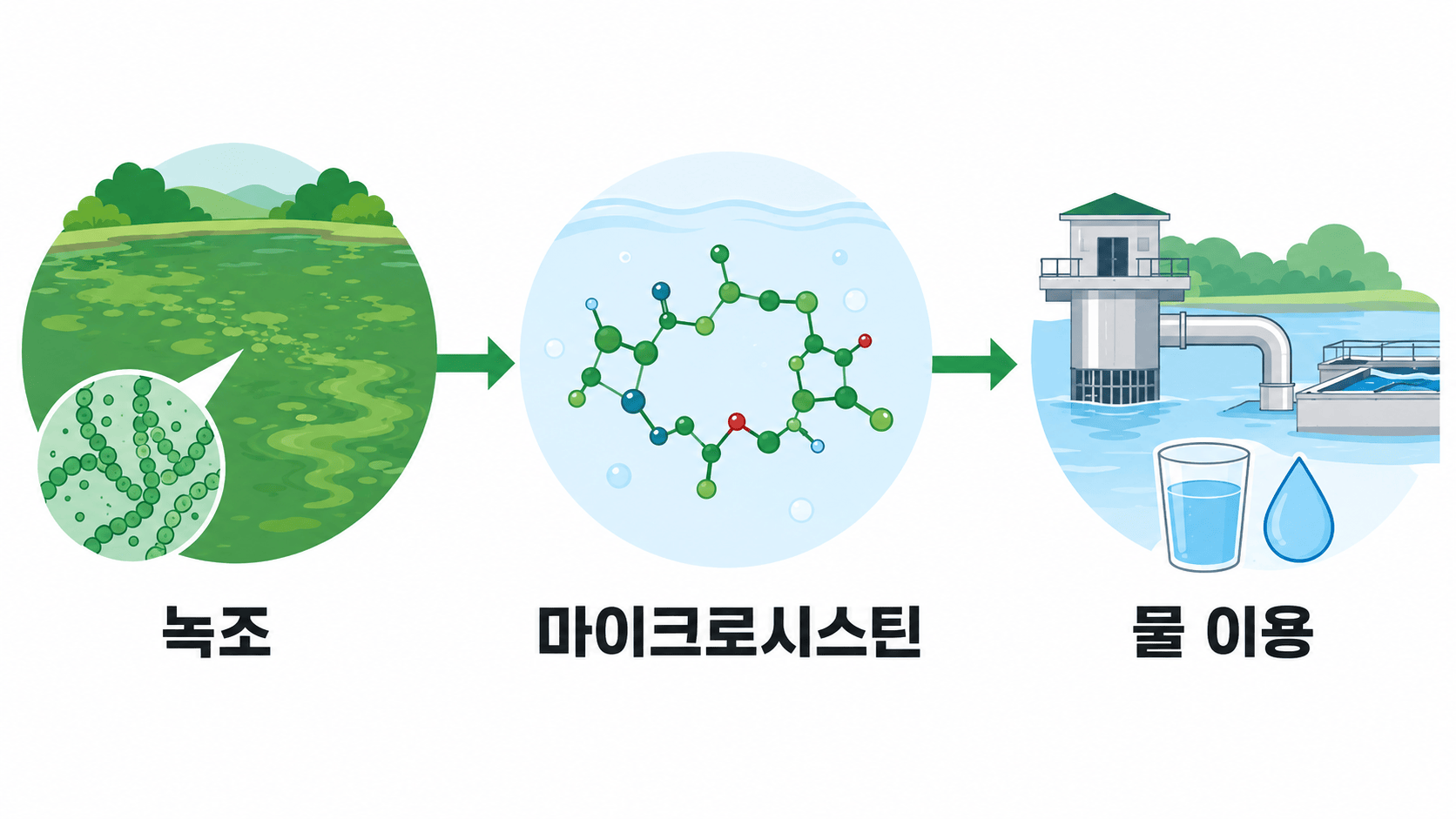 녹조에서 마이크로시스틴이 물 이용 문제로 이어지는 배경 원리 삽화