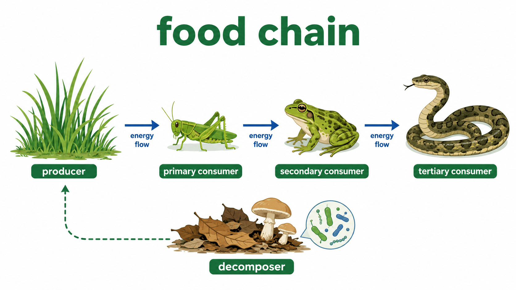 food chain과 생산자, 소비자, 분해자, 에너지 흐름을 보여주는 생태계 장면 인포그래픽