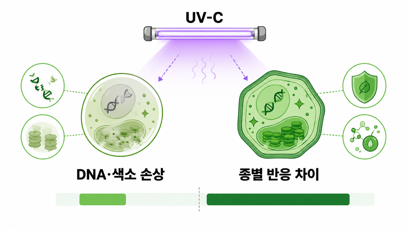 UV-C의 핵산과 색소 손상 및 조류종별 반응 차이 삽화