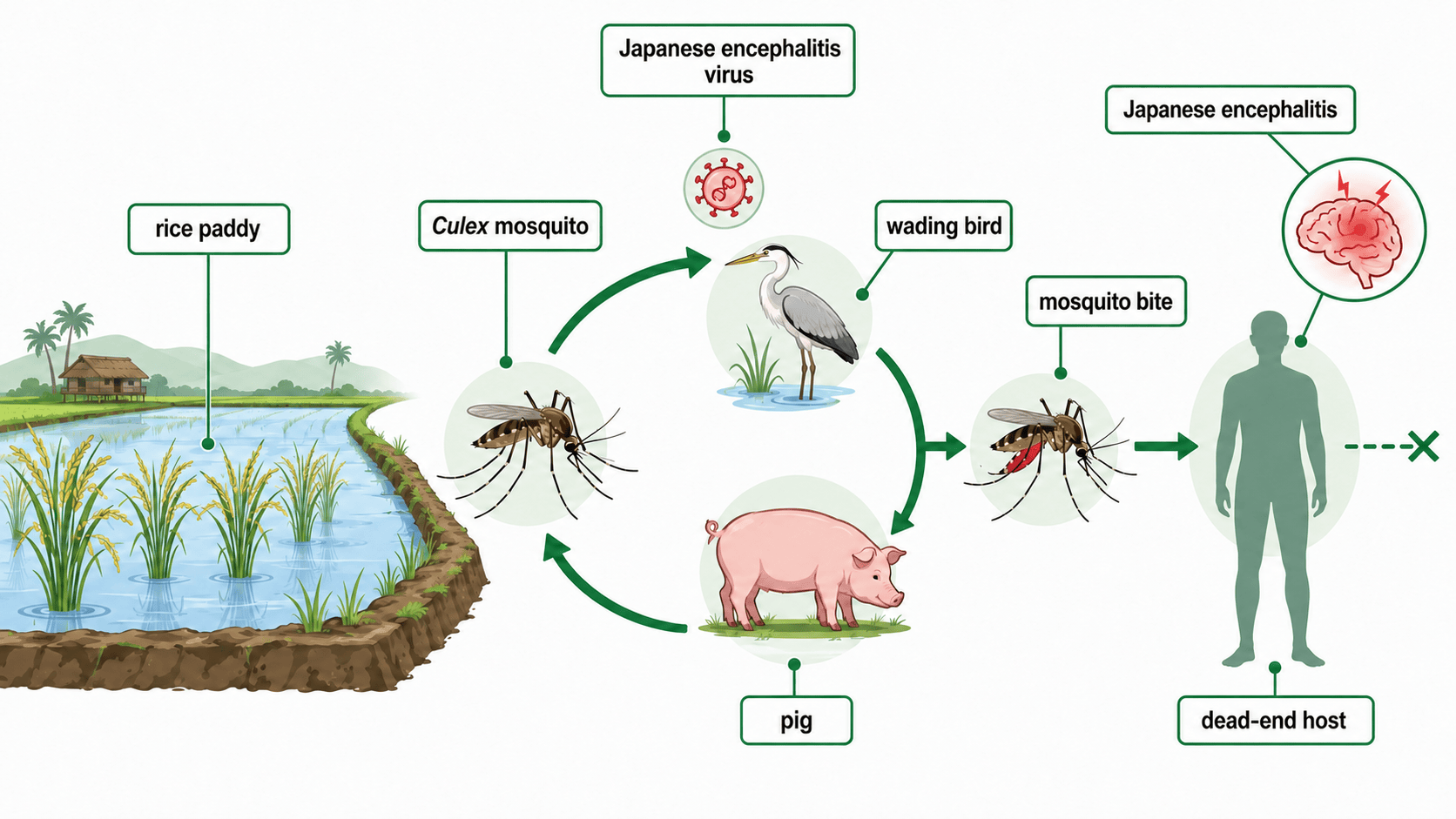 Japanese encephalitis 전파 장면 인포그래픽