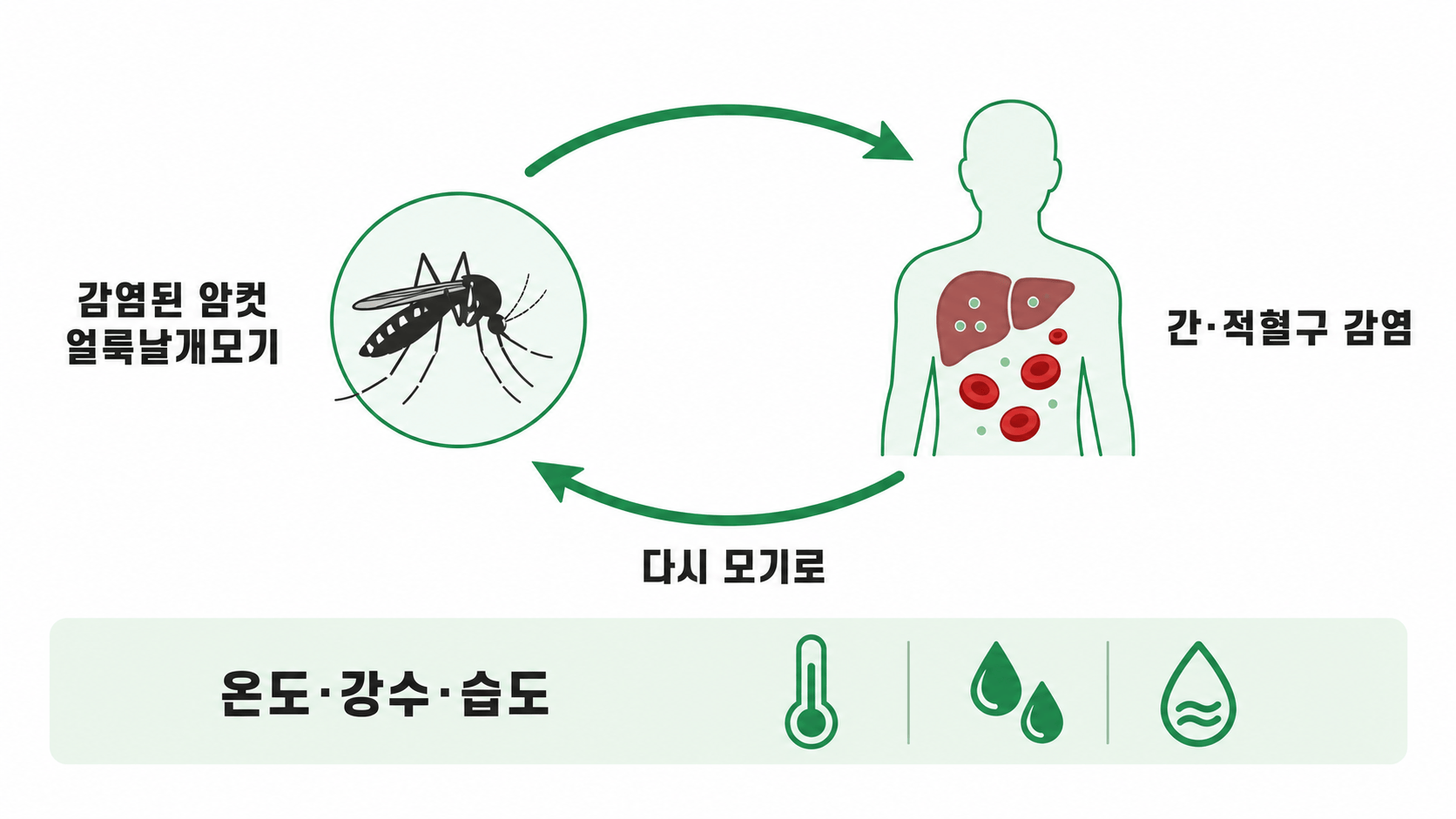 malaria dengue chikungunya Zika 비교 인포그래픽