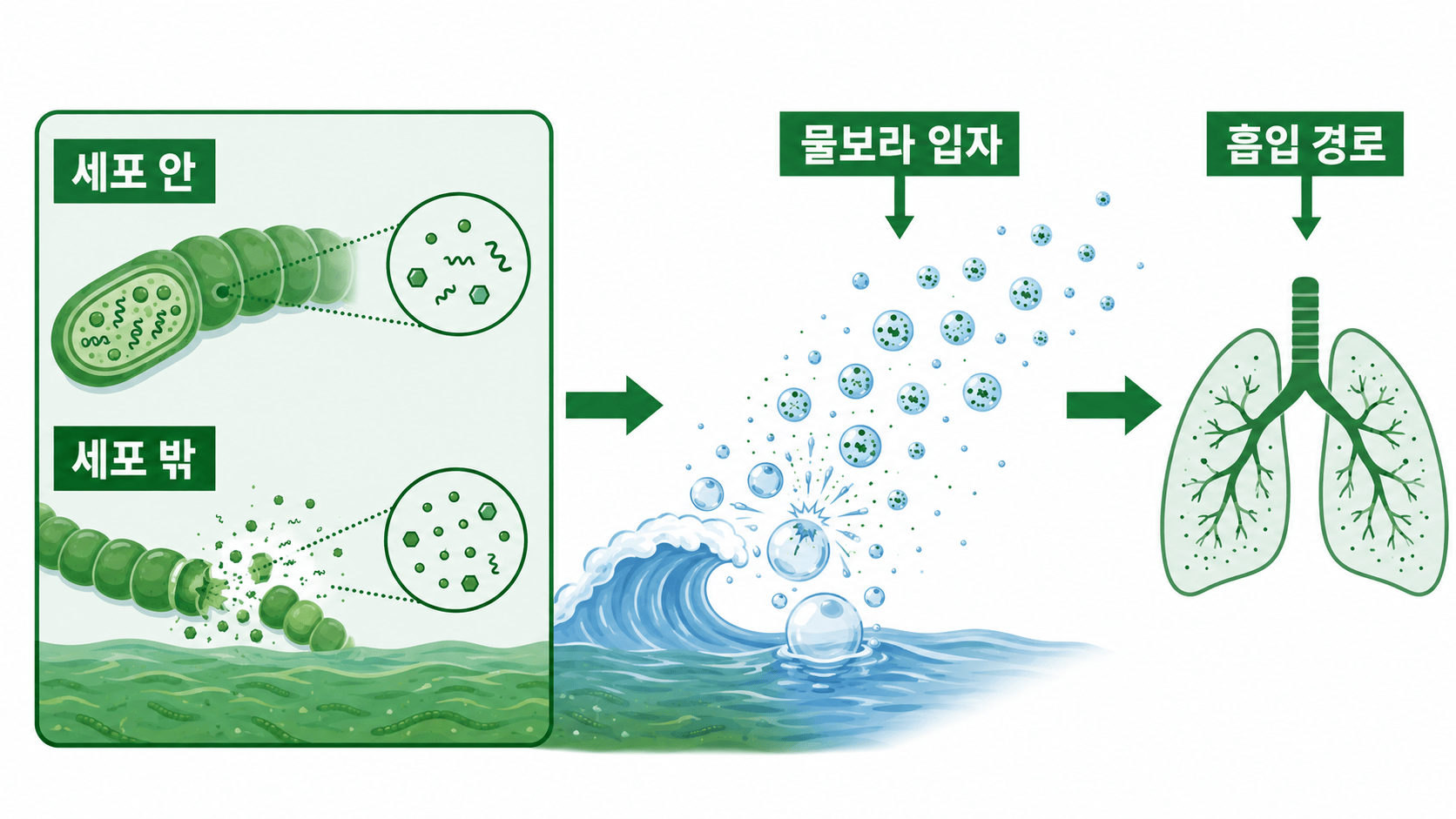 남세균 세포 안 물질이 물보라 입자를 통해 공기로 이동하는 원리 삽화