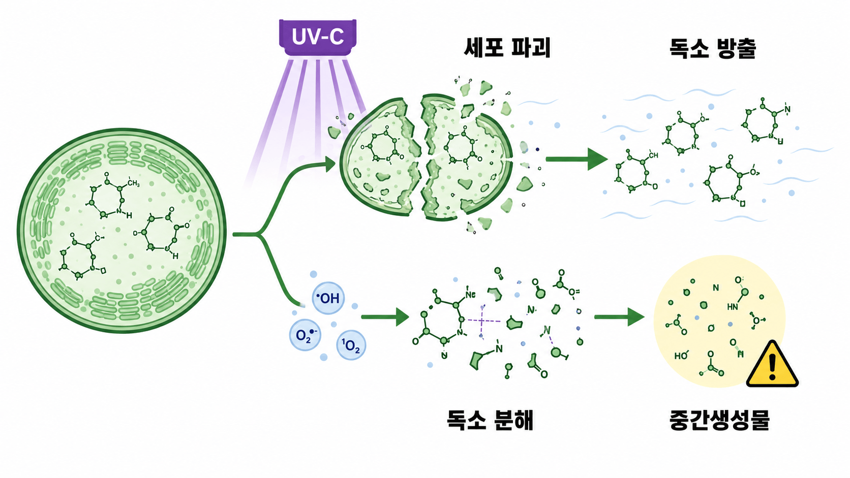 UV-C 처리 뒤 세포 파괴와 독소 방출 및 분해 중간생성물 삽화
