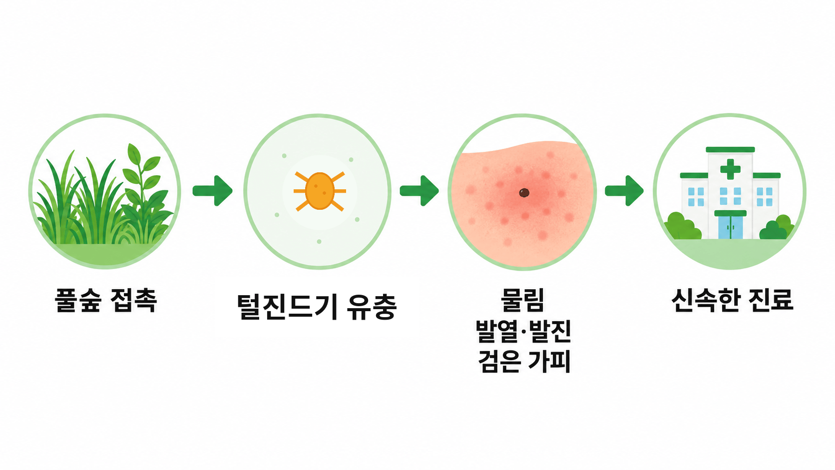 쯔쯔가무시병 개념도