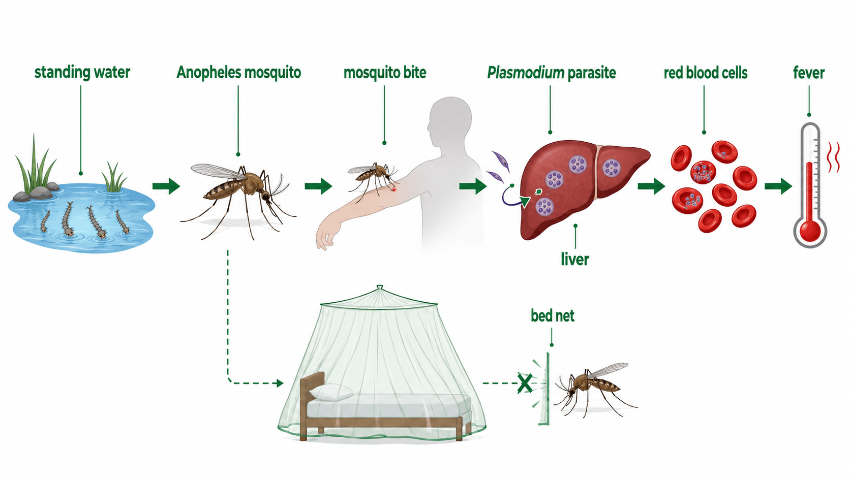 malaria 감염 경로 주변어 인포그래픽