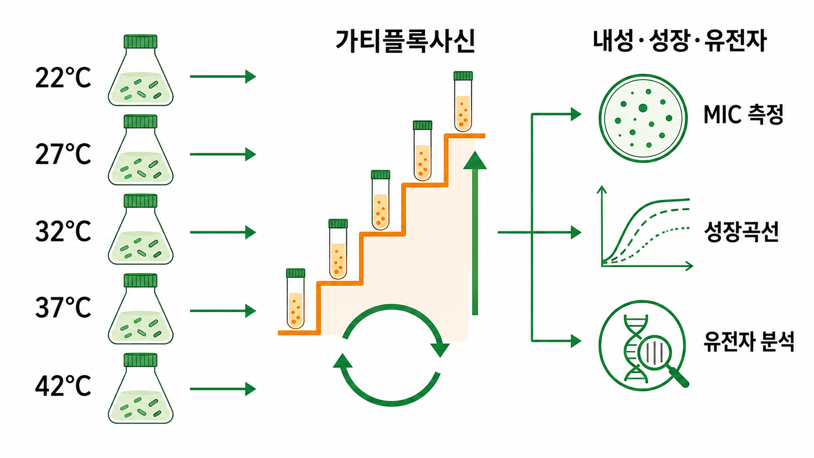 다섯 온도에서 대장균을 반복 배양하고 내성 성장 유전자를 분석한 방법 삽화