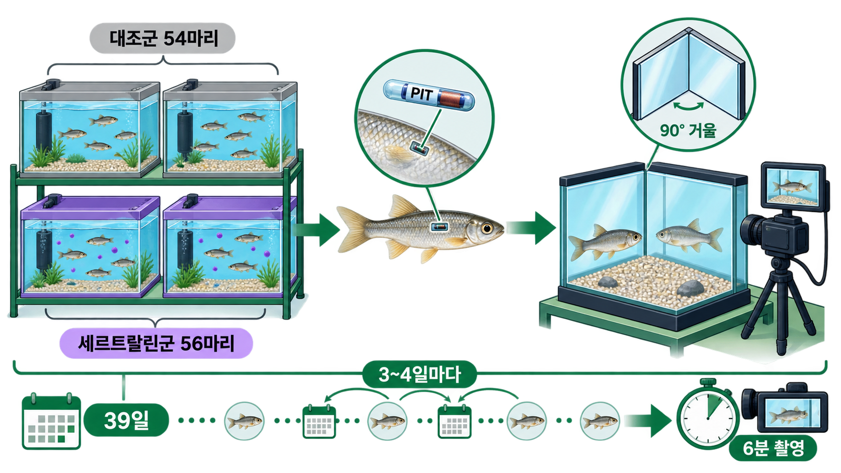 대조군 54마리와 세르트랄린군 56마리를 PIT 태그로 구분해 39일 동안 90도 거울시험으로 반복 촬영한 실험 설계