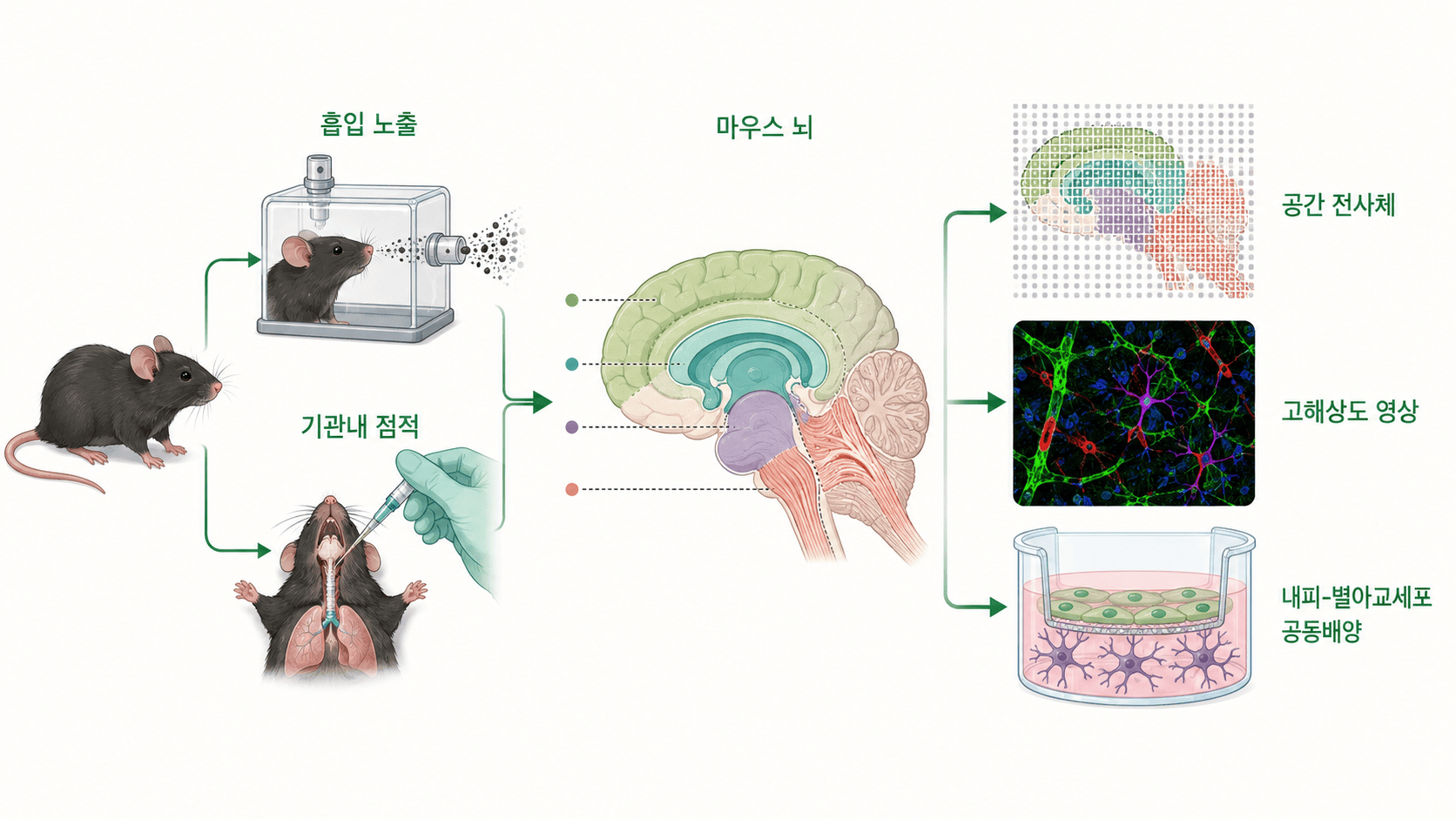 생쥐의 PM2.5 흡입과 기관내 점적 뒤 뇌 공간 전사체, 고해상도 영상, 내피-별아교세포 공동배양으로 이어지는 연구 흐름