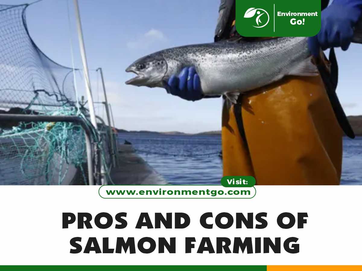 13 Pros and Cons of Salmon Farming Environment Go!