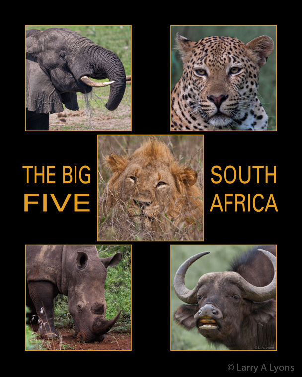 The Big Five Of South Africa Enviroquest