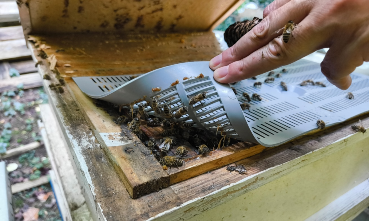 Honey bees can be used to monitor PFAS levels in the environment, says study Honey bees can be used to monitor PFAS levels in the environment, says study