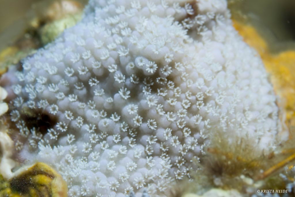 Coral Bleaching | Eyes of the Reef