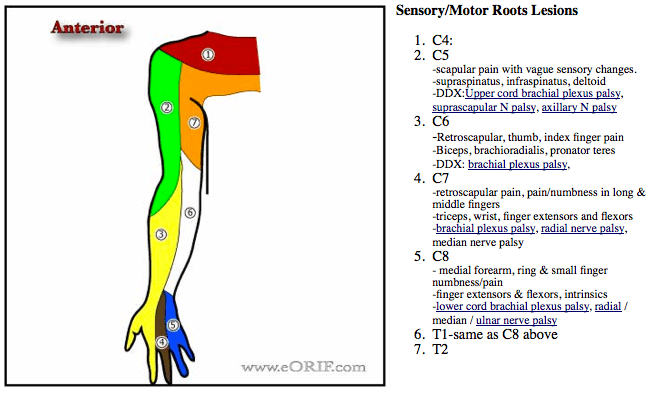 It follows the course of the third part of the axillary artery (part of the axillary artery distal to the pectoralis minor) laterally and enters the frontal aspect of the arm where it penetrates the coracobrachialis muscle. Axillary Nerve Palsy S44 30xa 955 0 Eorif