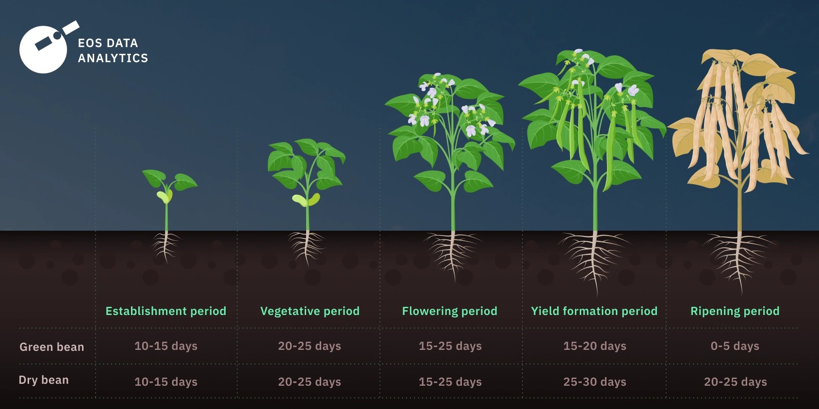 How To Grow Beans: Planting, Care, And Picking Good Crop (8)