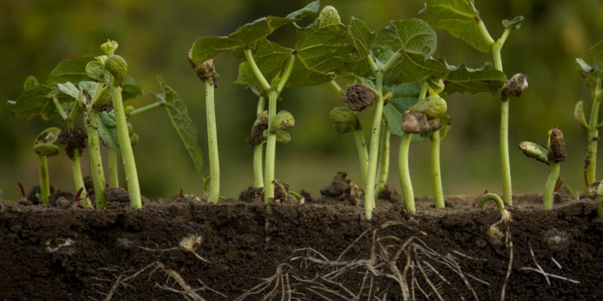 How To Grow Beans: Planting, Care, And Picking Good Crop (2)