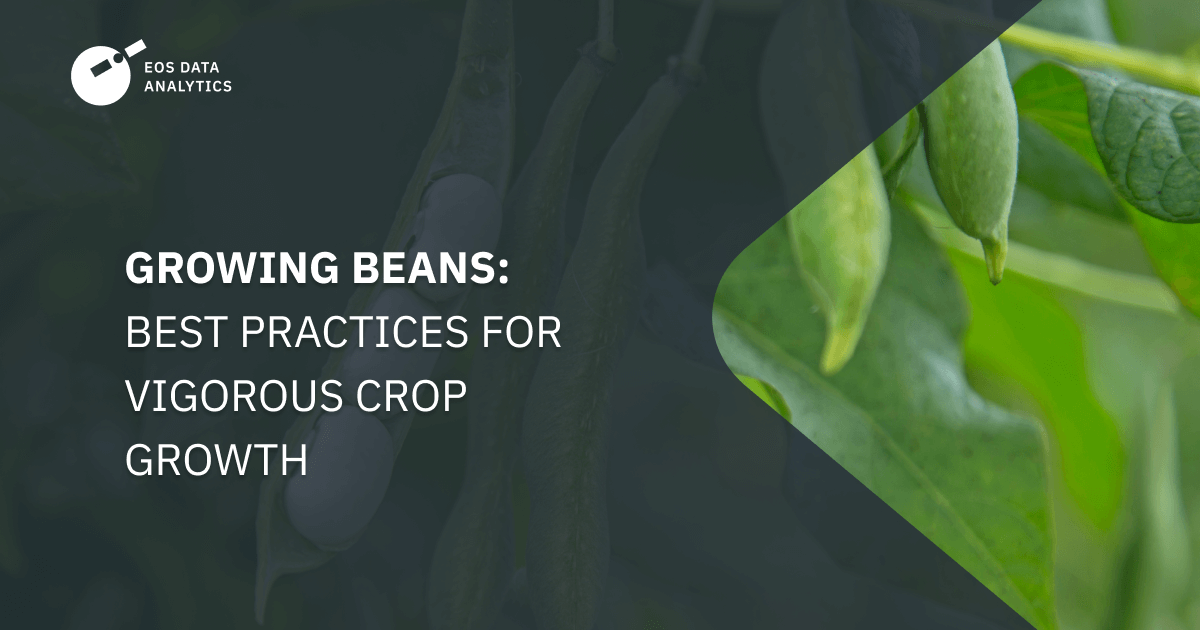 How To Grow Beans: Planting, Care, And Picking Good Crop (2026)