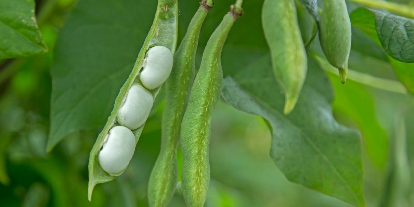 How To Grow Beans: Planting, Care, And Picking Good Crop (1)
