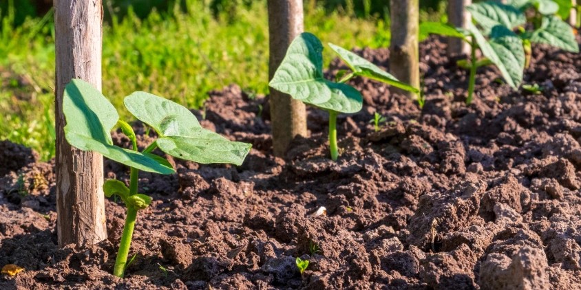 How To Grow Beans: Planting, Care, And Picking Good Crop (5)