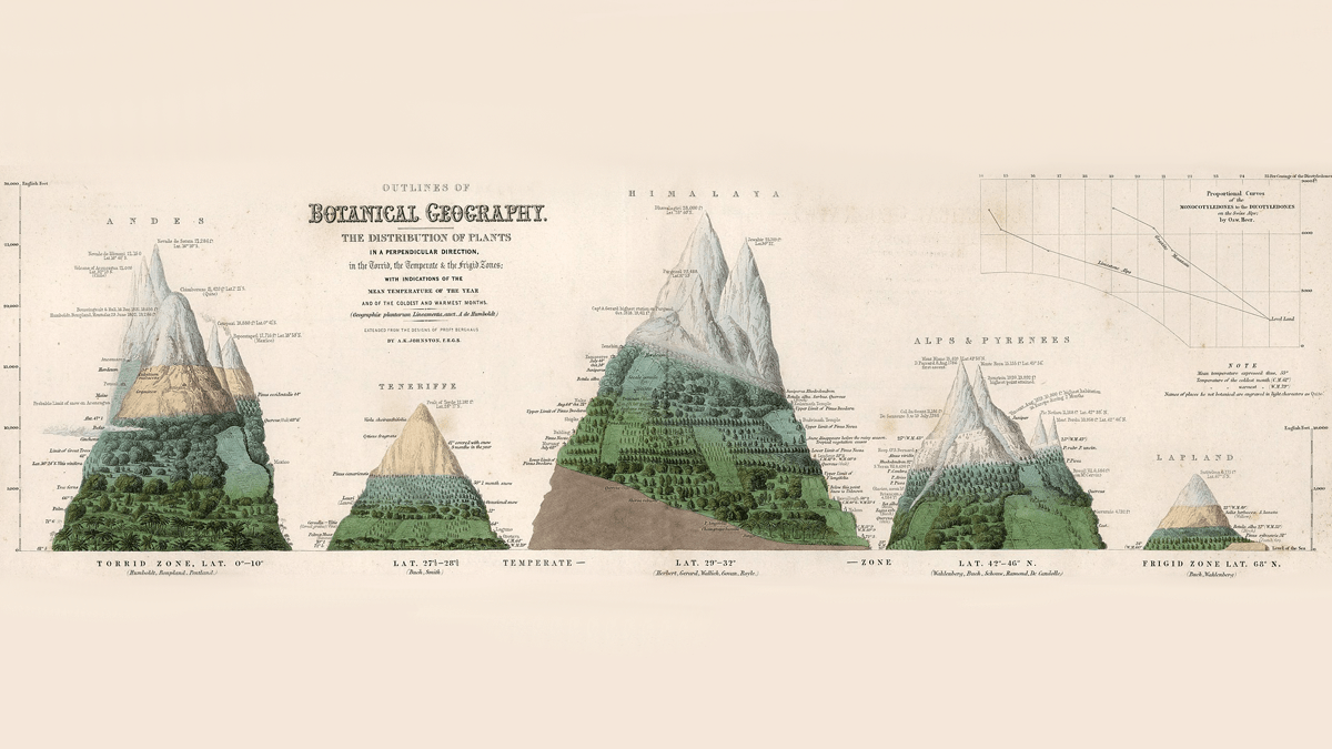 Sketches of mountains with distributions of different plants on each.