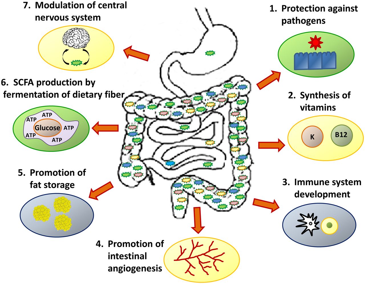 What Is The Microbiome Adc Education Practice Edition
