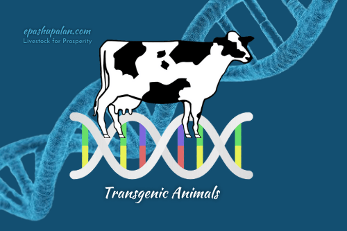 Production of transgenic animals