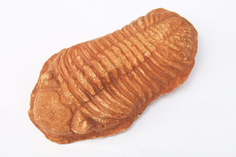 Exploring Evolution Epicofevolution - Download Amazing Abstract Wallpaper | High Resolution