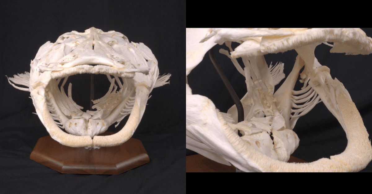 Does catfish have bones? unraveling the myth!