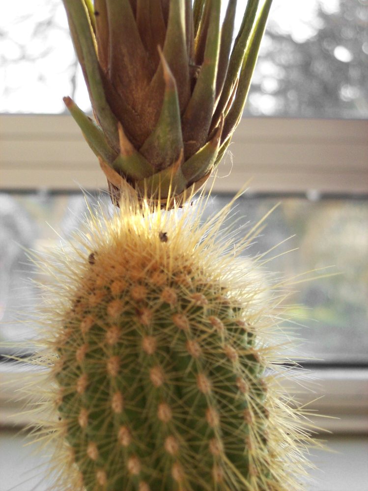 fleur sans racine ! - cactus31 - Les galeries photo de ...