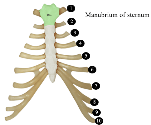 Manubrium : Skill Lab Learning
