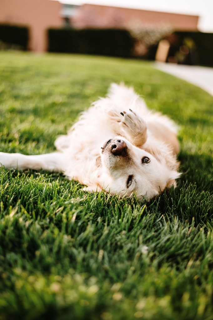 Carla_dog