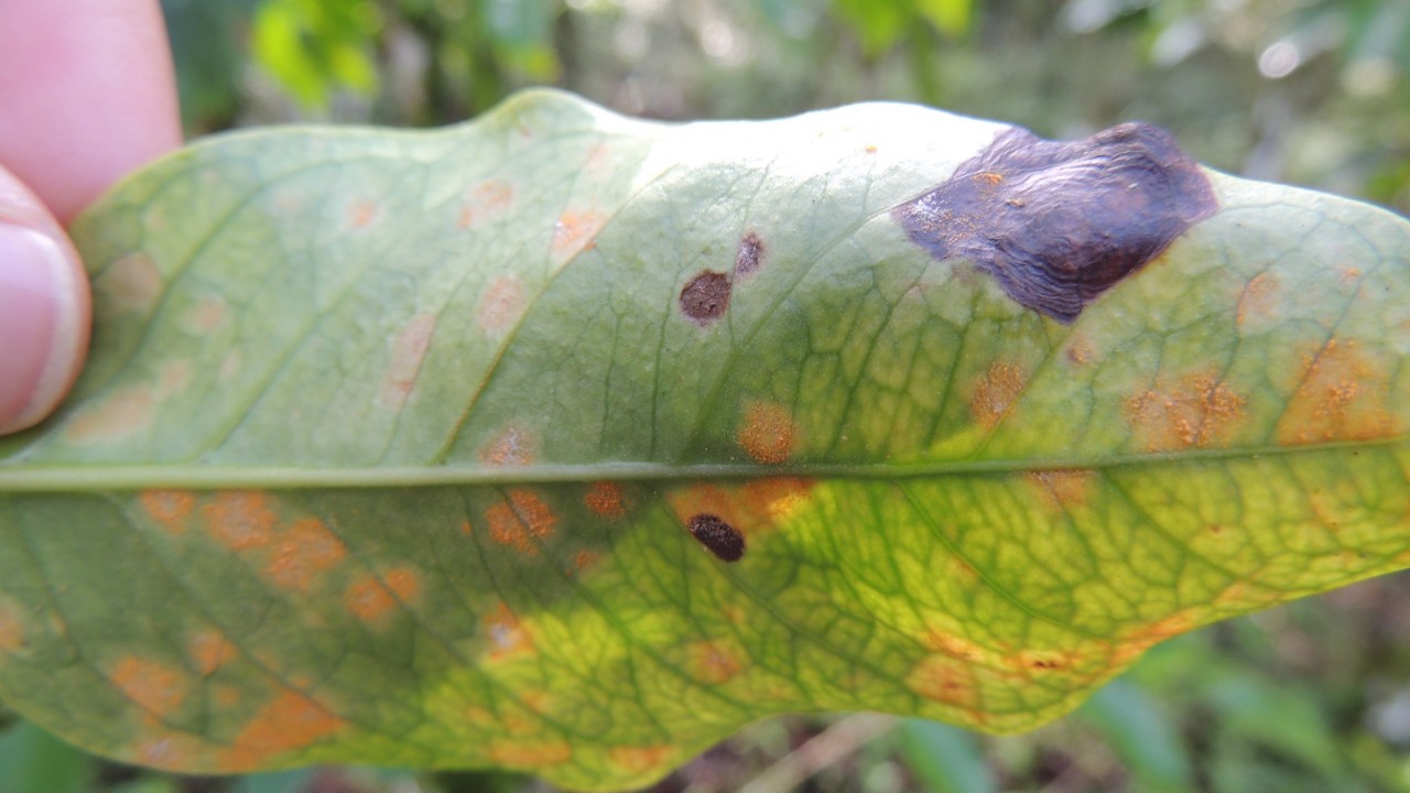 Coffee Leaf Rust Devastates Coffee Farms Equal Exchange jpg (1280x720)