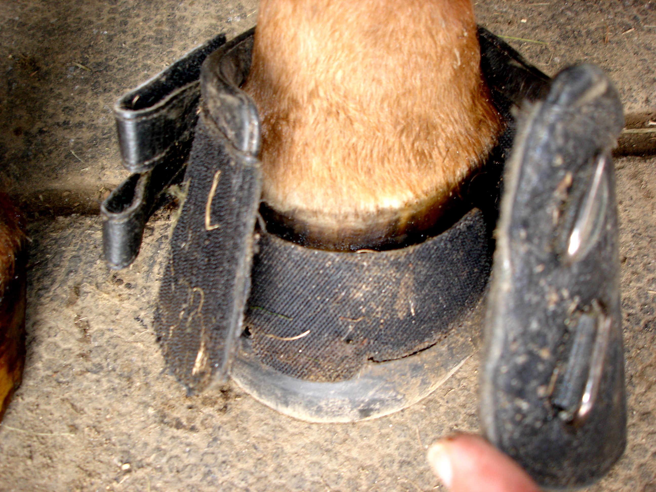 How to put on a Cavallo hoof boot EquestrianHow2