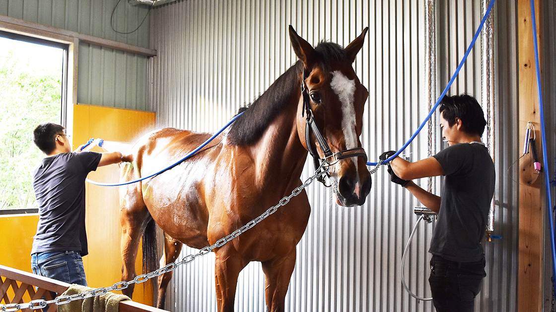 相馬野馬追で活躍した2頭を推し馬に!? 馬のLIVE配信アプリ「ウマビ」