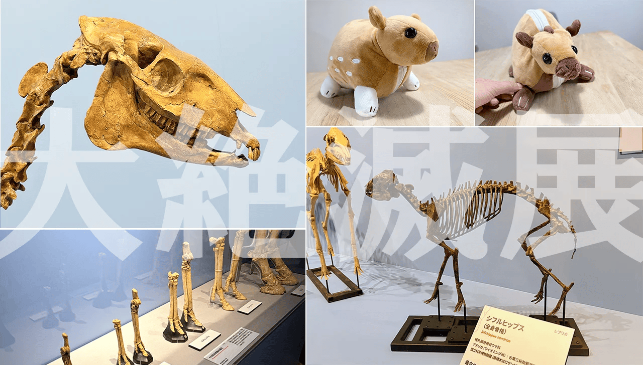 新品　大絶滅展　シフルヒップス　ウマ科3種　ぬいぐるみ　科学博物館　限定　人形 ウマ好きが科博 特別展「大絶滅展―生命史のビッグファイブ」