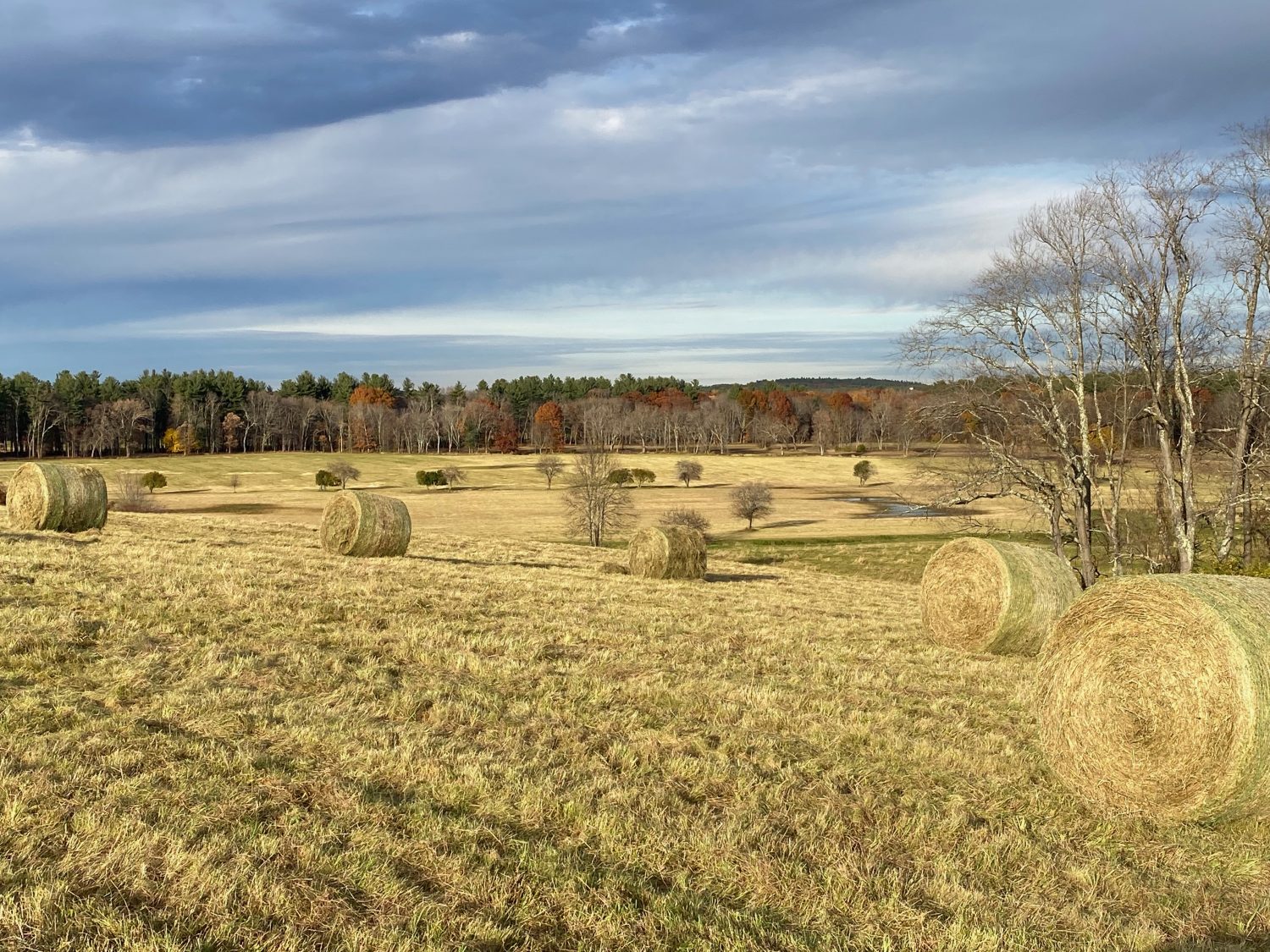 Hay bales