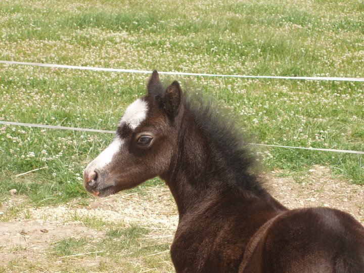 Flashback to 2009 ~ Secret Foal ~ EquiPepper