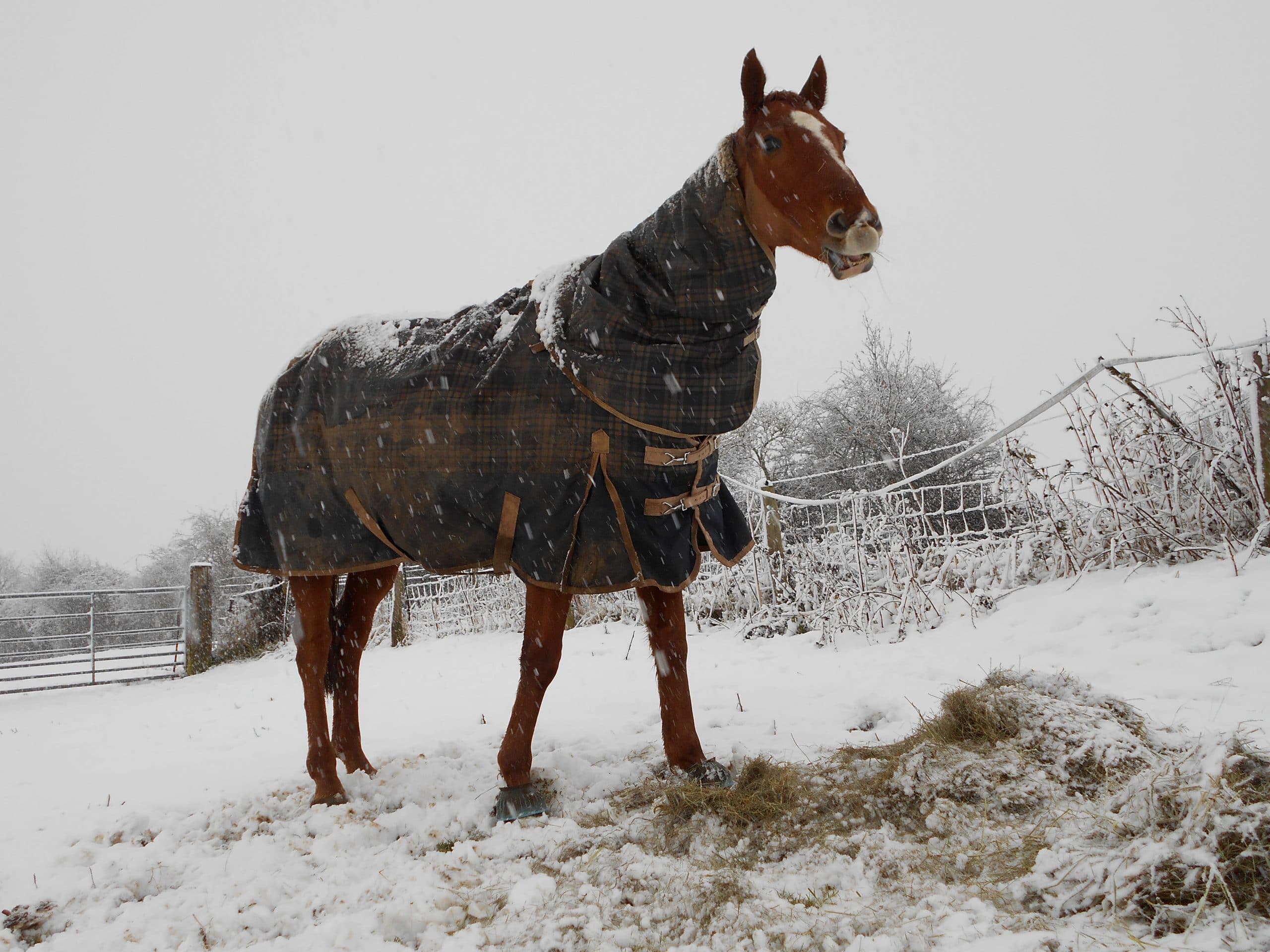 My 5 Winter Rugging Tips ~ EquiPepper