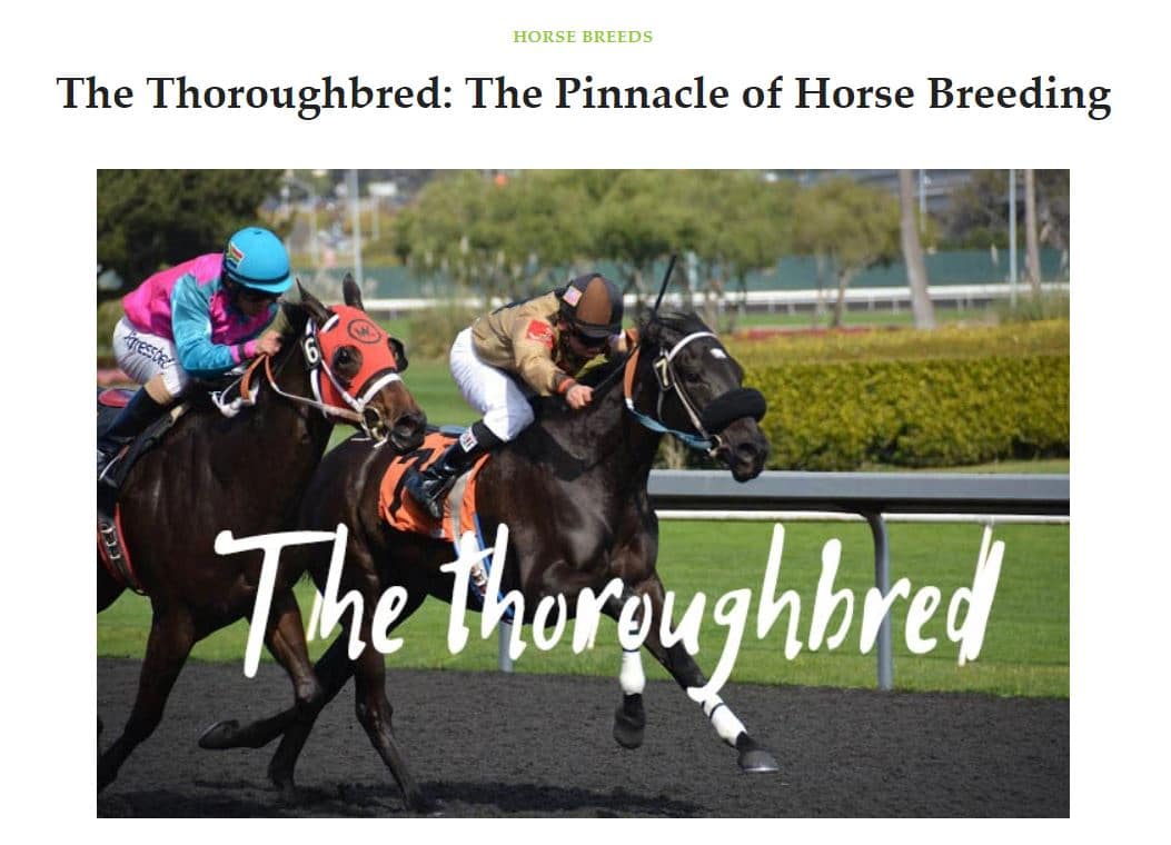 The thoroughbred horsey counsel guest bli