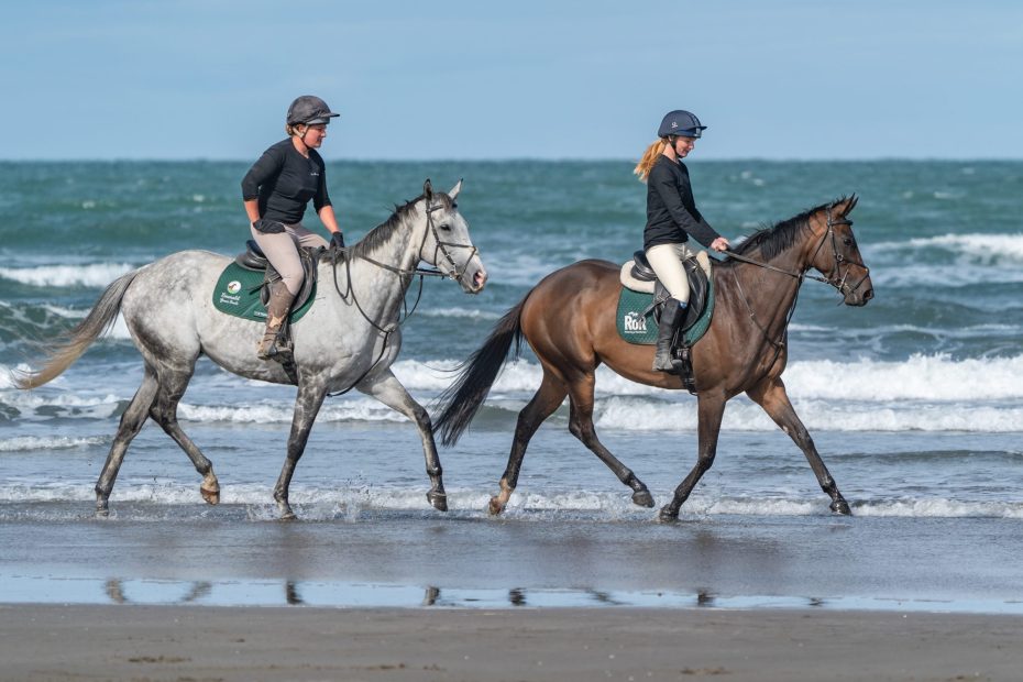 Spiteri Racing Retraining, 2 former racehorses on the beach. Credit Horse Welfare Board.