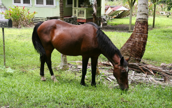 The majority of trail rides exist in the northern part of the island. Horse Riding Waipia O Valley Hawaii S Equitrekking