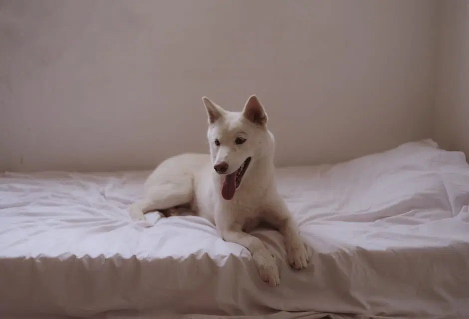 new clean dog bed - PetHub Online UK