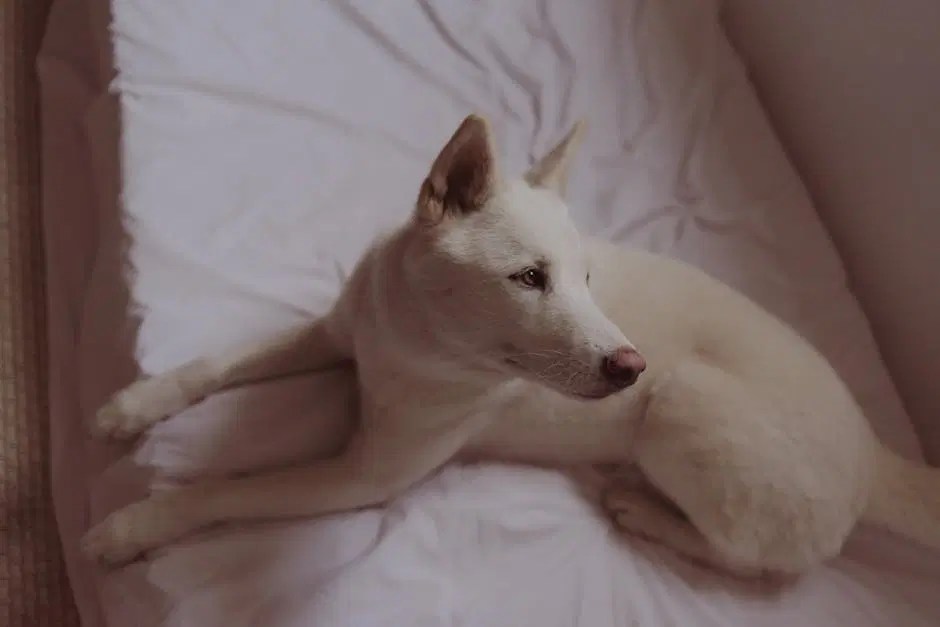 dog resting on fresh bedding - PetHub Online UK