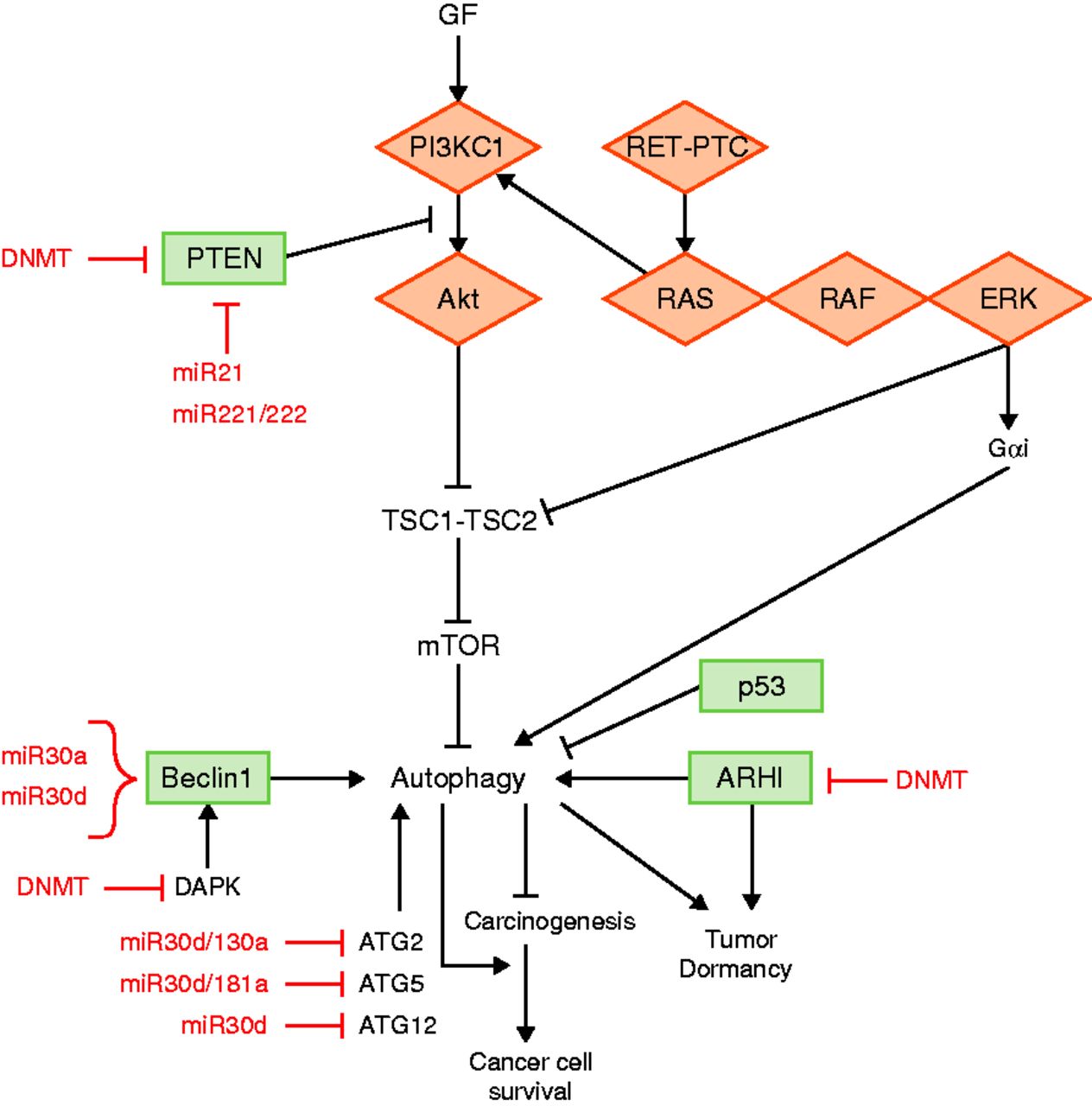 Autophagy and thyroid carcinogenesis: genetic and epigenetic links in:  Endocrine-Related Cancer Volume 21 Issue 1 (2014)