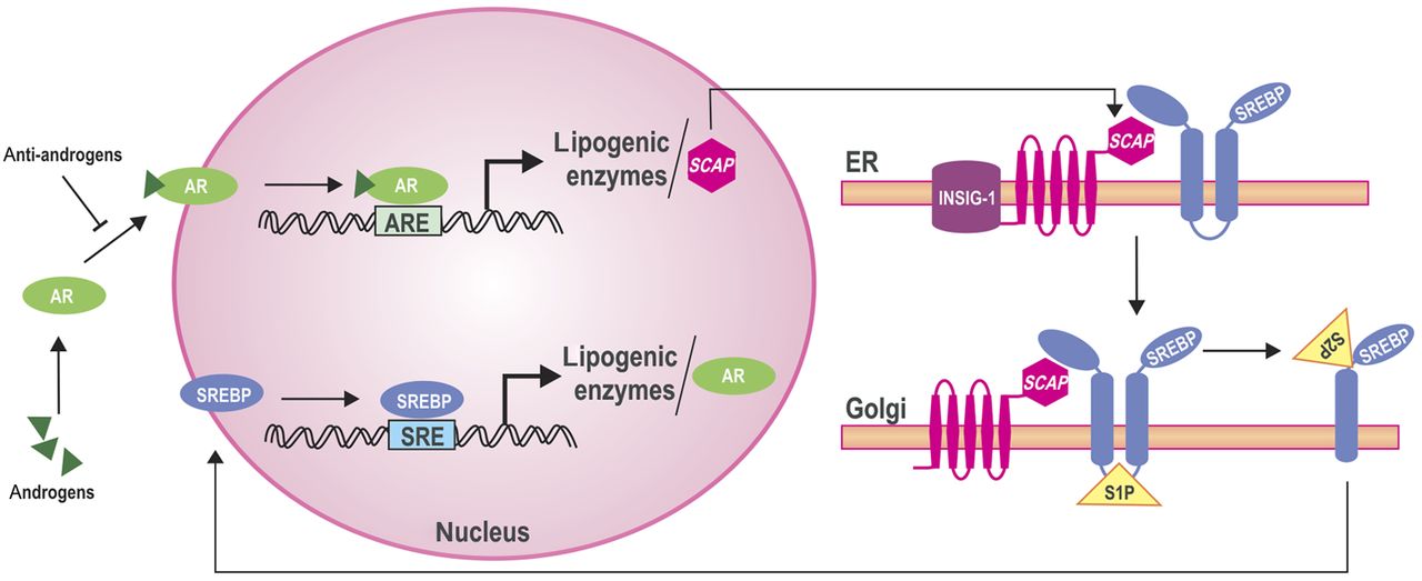 To revise current available information related to the role of brain lipogenic pathways in the regulation of energy homeostasis. Androgen Control Of Lipid Metabolism In Prostate Cancer Novel Insights And Future Applications In Endocrine Related Cancer Volume 23 Issue 5 2016