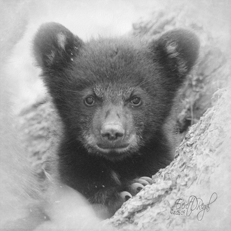 Bear Cub