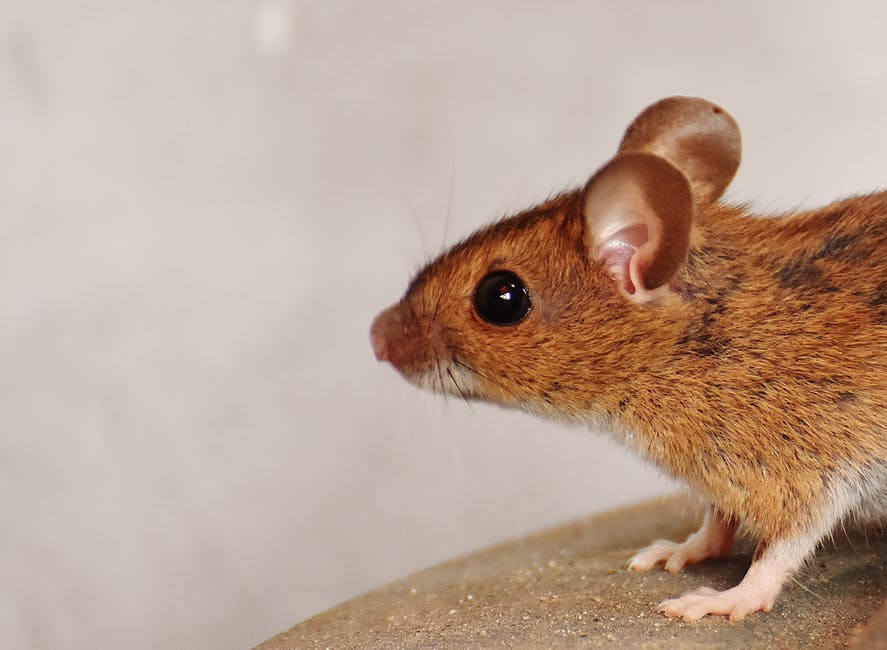 Tips for Preventing Pests