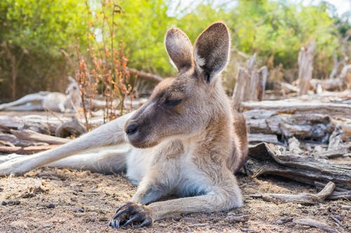 Animal Conservation