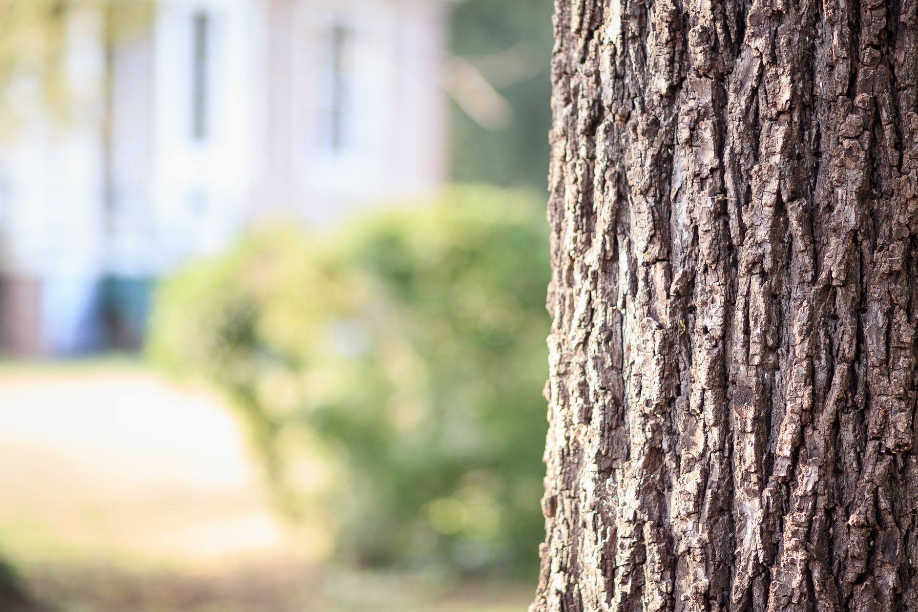 house tree