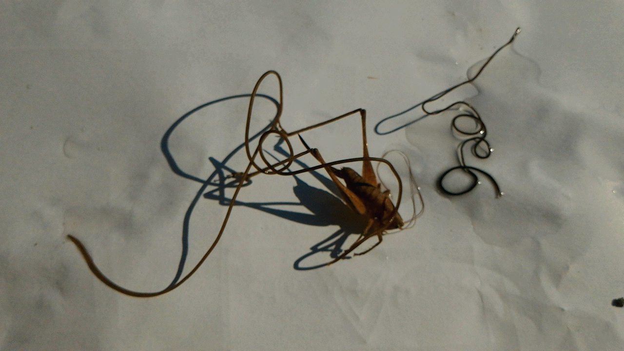 Moustiques Sont Ils Attires Par Les Piscines La Reponse